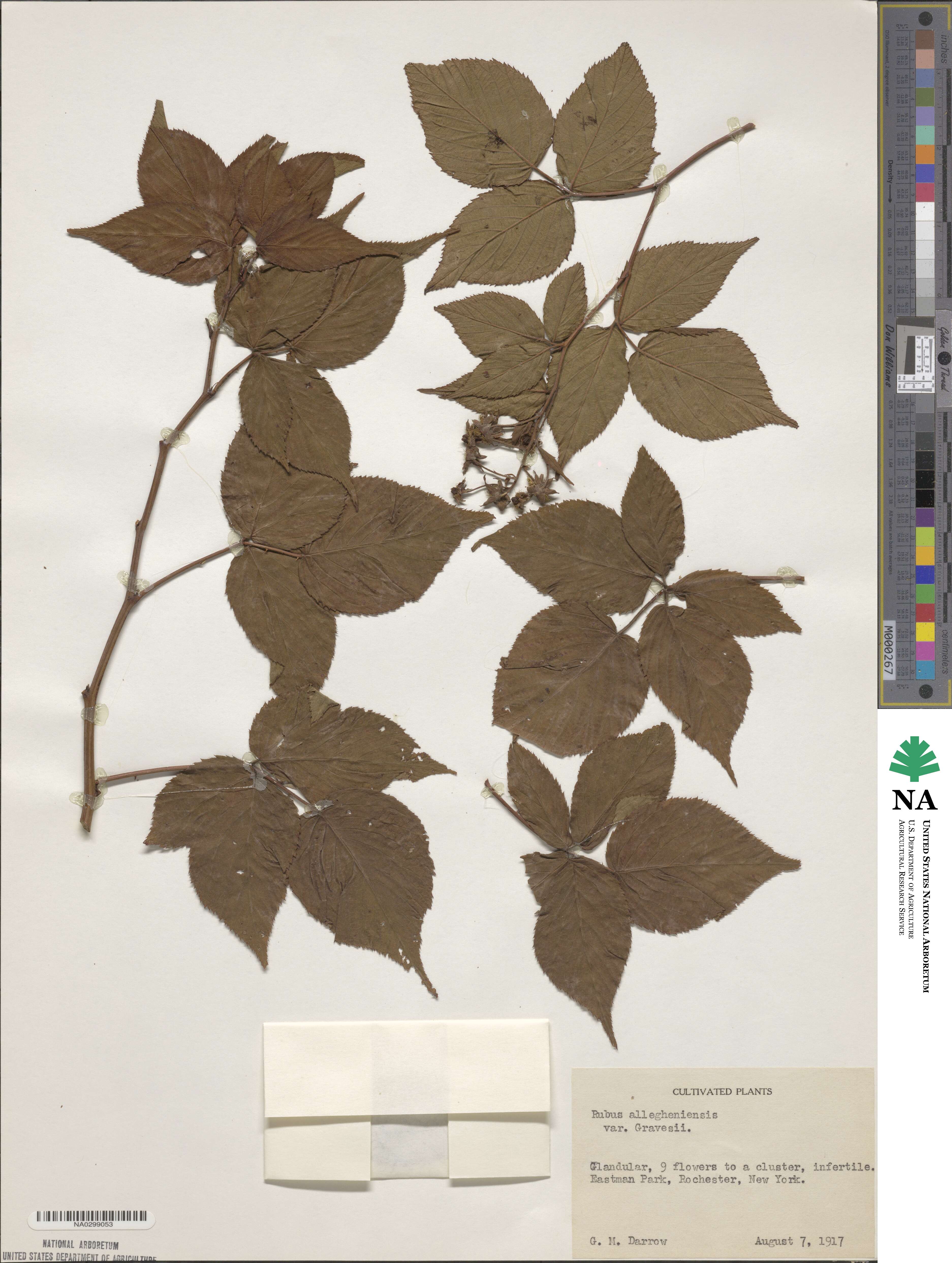 Rubus allegheniensis var. gravesii image