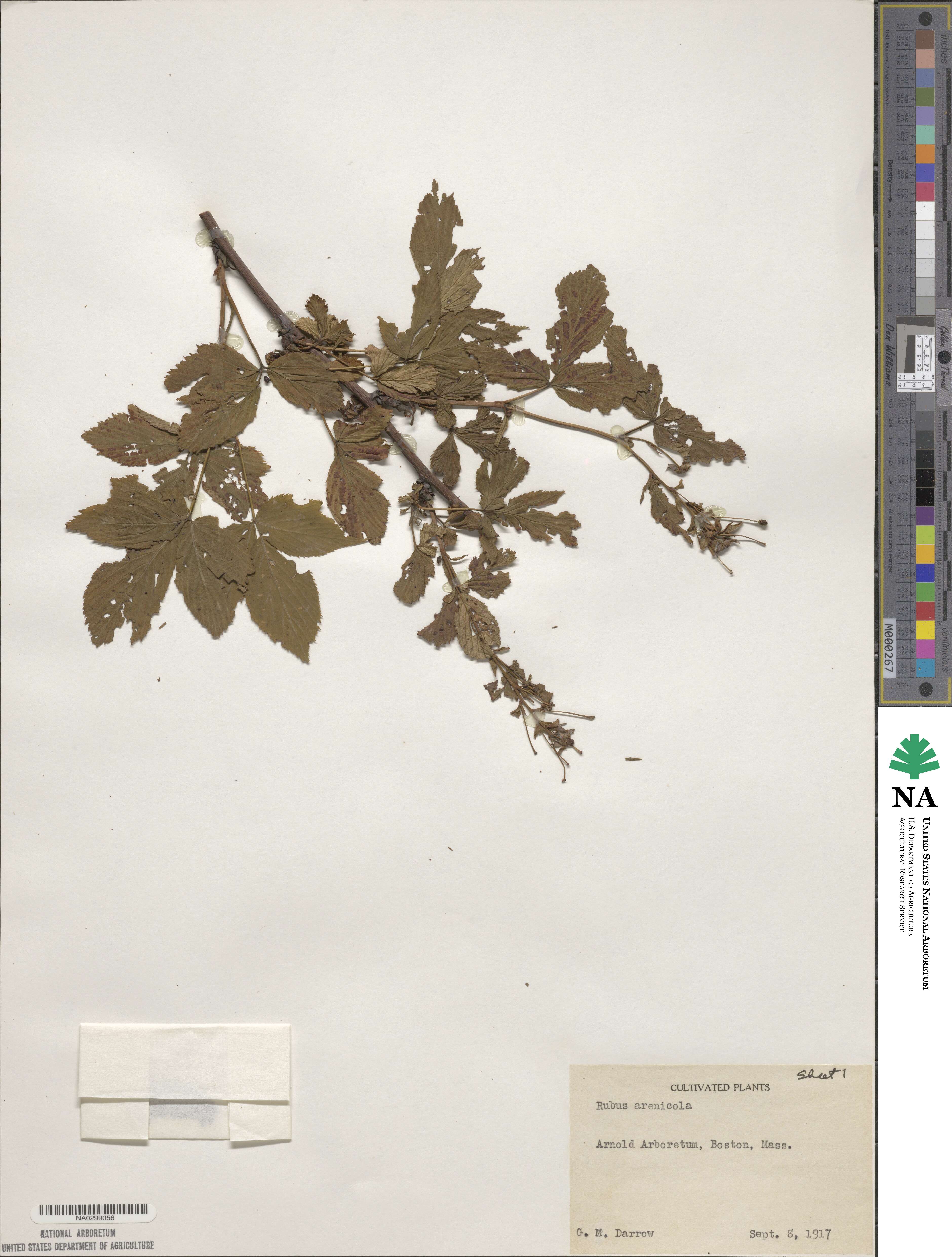 Rubus arenicola image