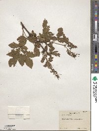 Rubus arenicola image