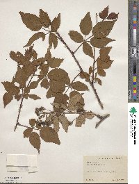 Rubus argutus image