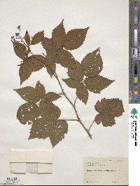 Rubus argutus image