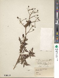 Rubus asper image