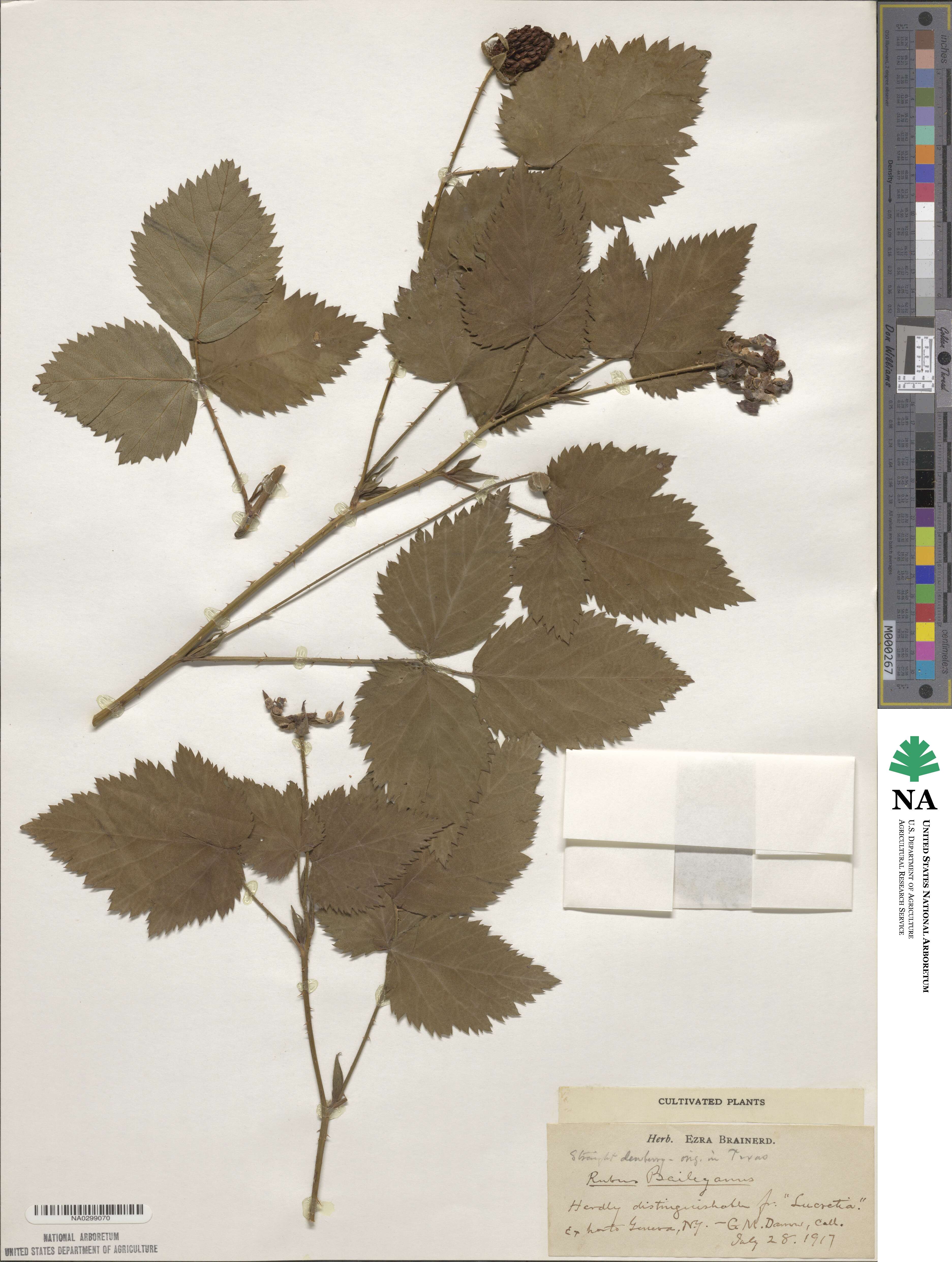 Rubus baileyanus image