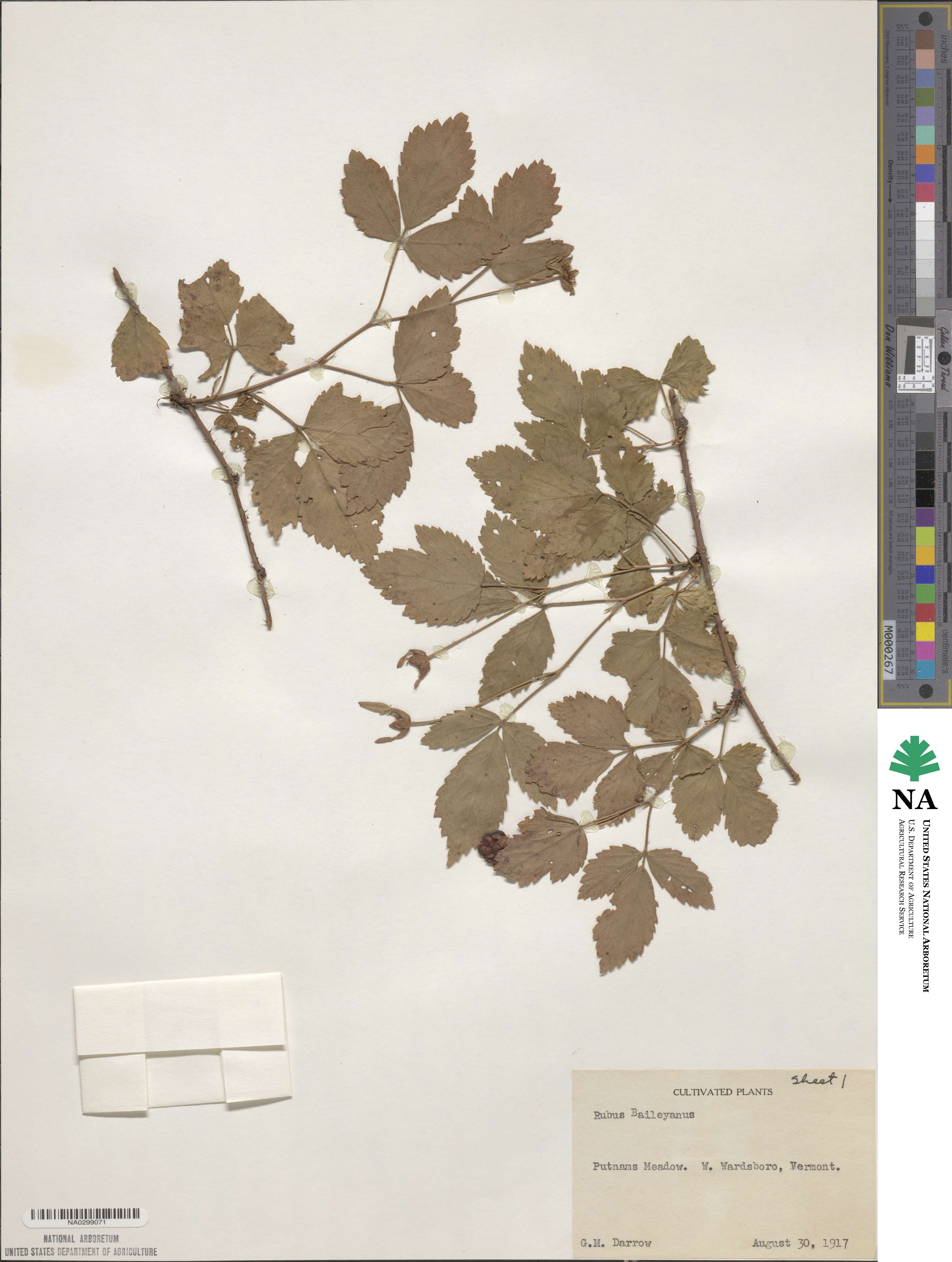 Rubus baileyanus image