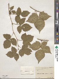 Rubus baileyanus image