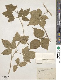 Rubus baileyanus image