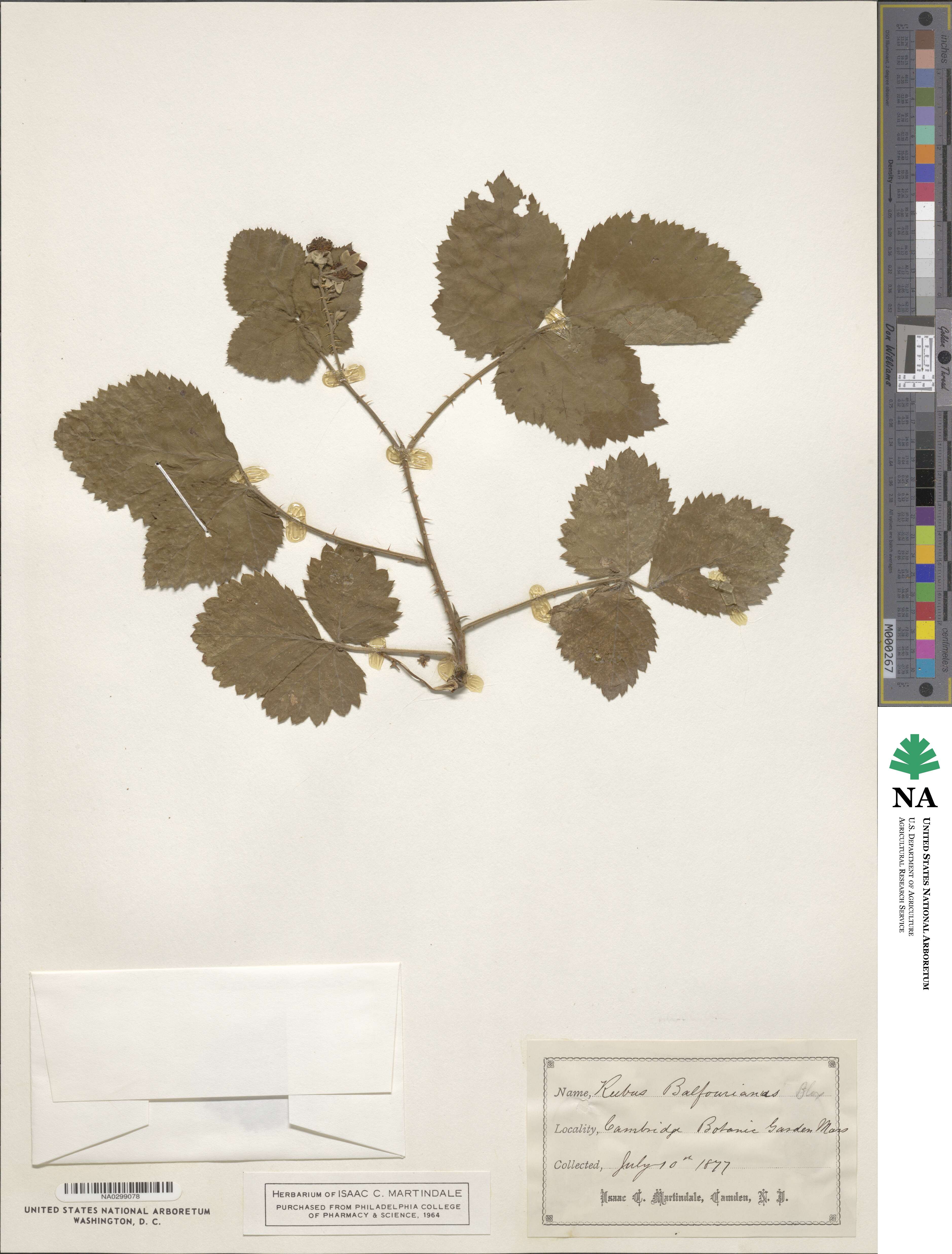 Rubus nemorosus image