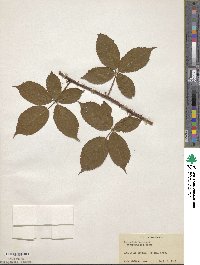 Rubus biformispinus image