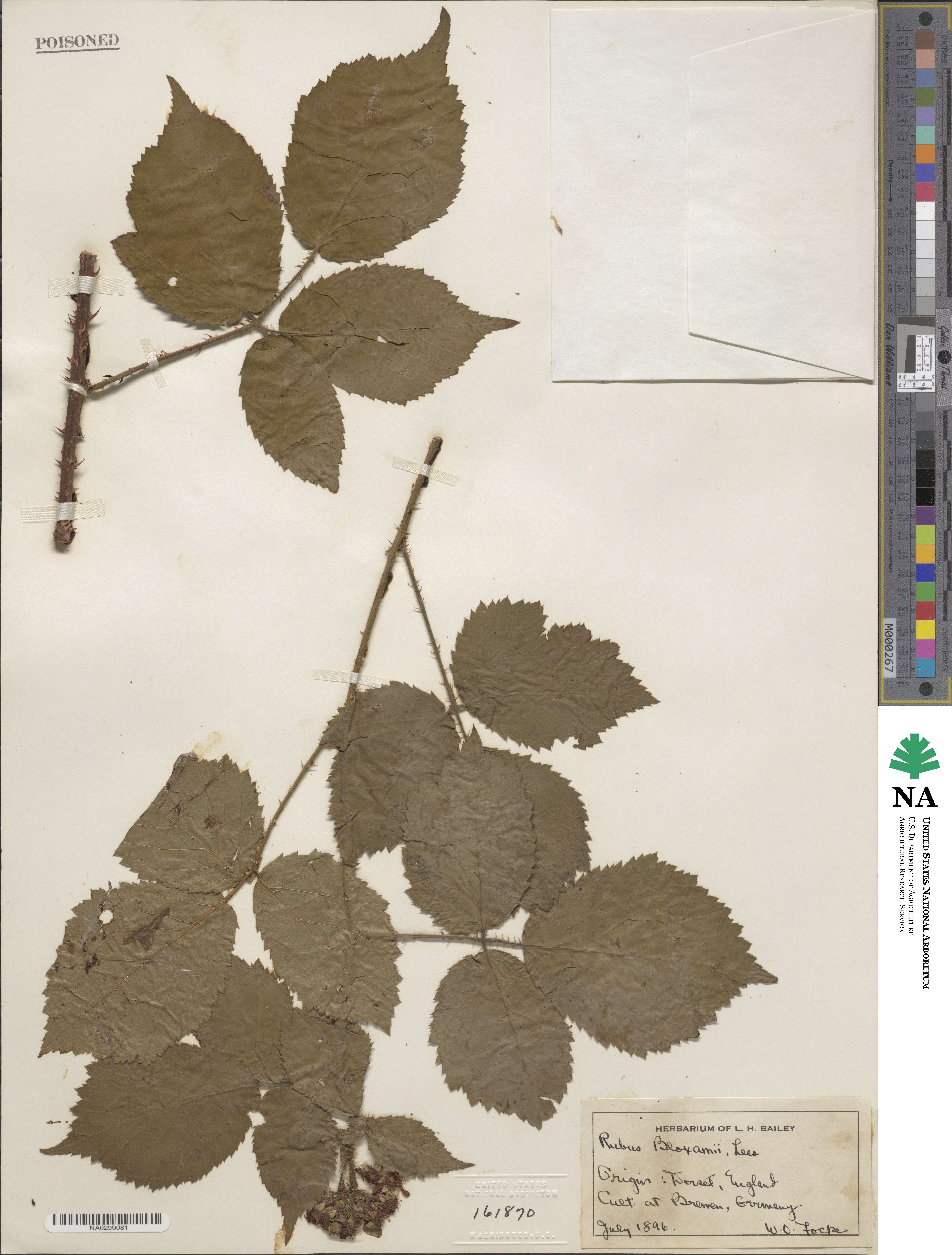 Rubus bloxamii image