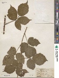 Image of Rubus bloxamii