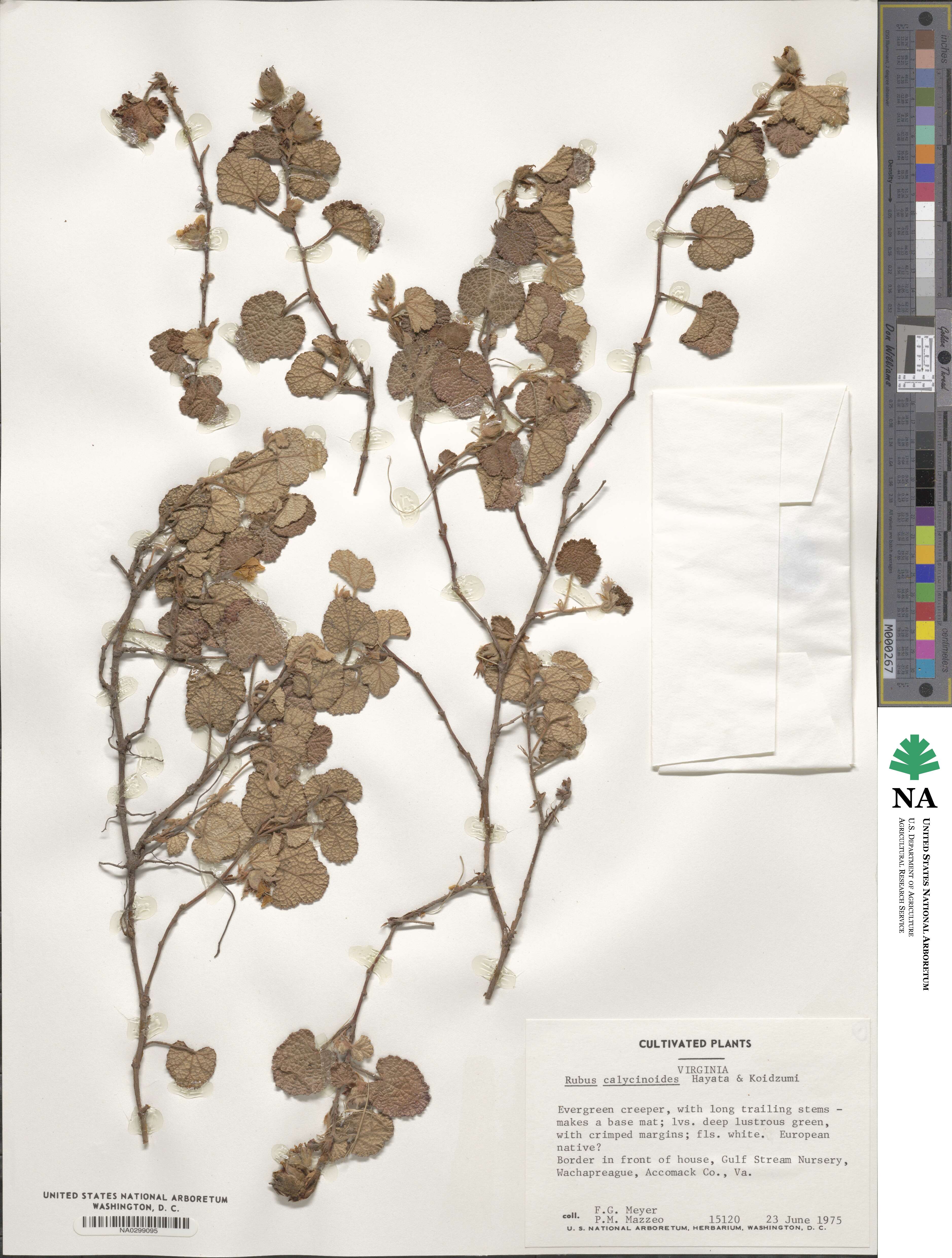 Rubus calycinoides image