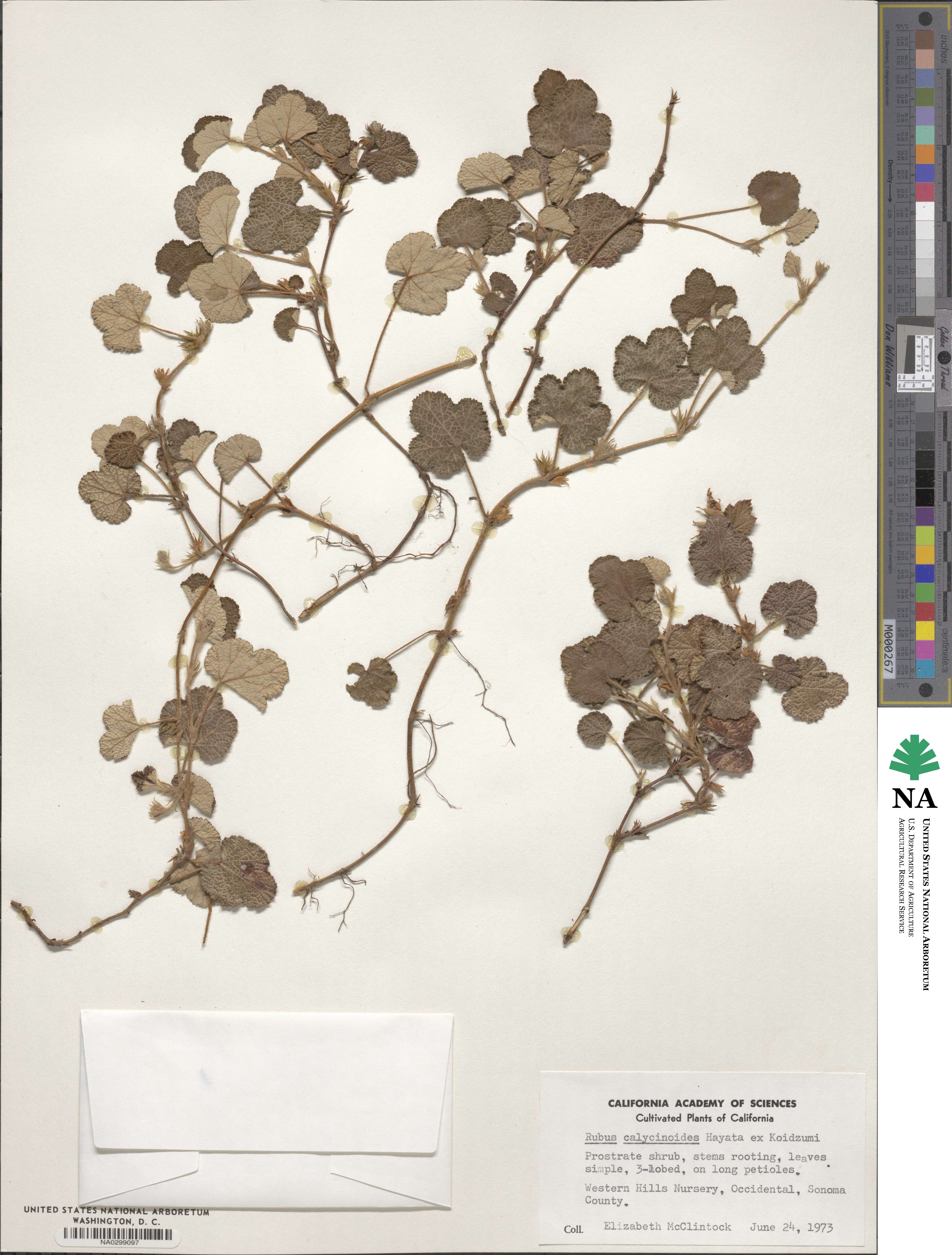 Rubus calycinoides image