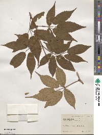 Rubus canadensis image