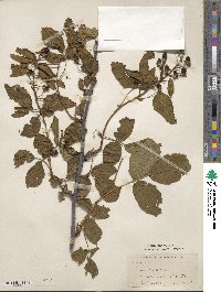 Rubus canadensis image