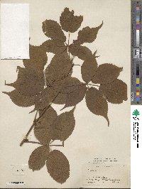 Rubus canadensis image