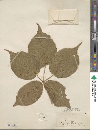 Rubus canadensis image