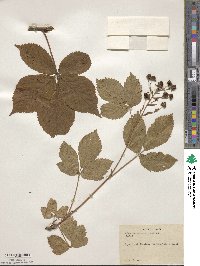 Rubus canadensis image