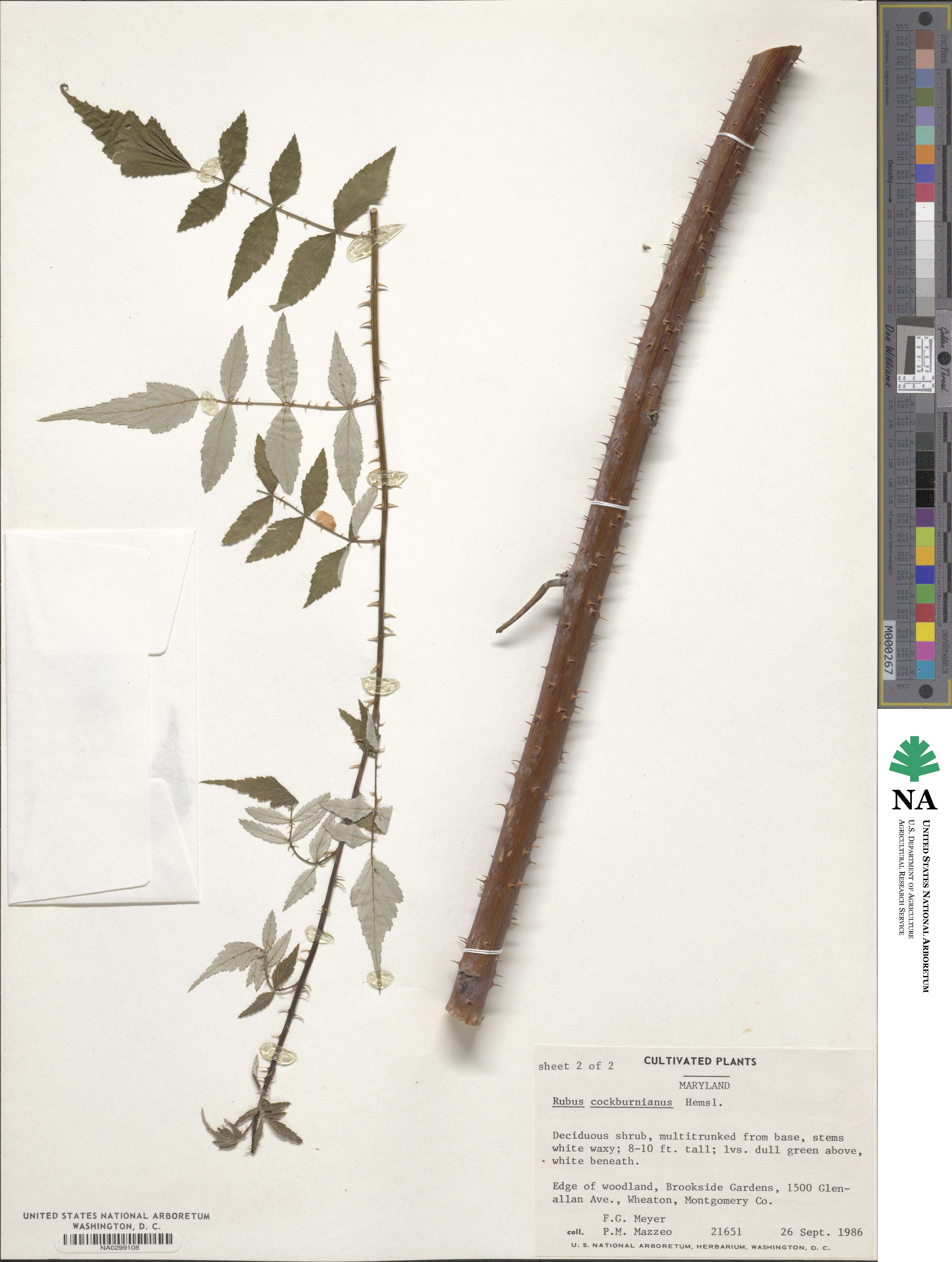 Rubus cockburnianus image