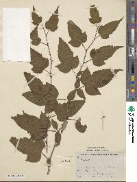 Rubus subcrataegifolius image