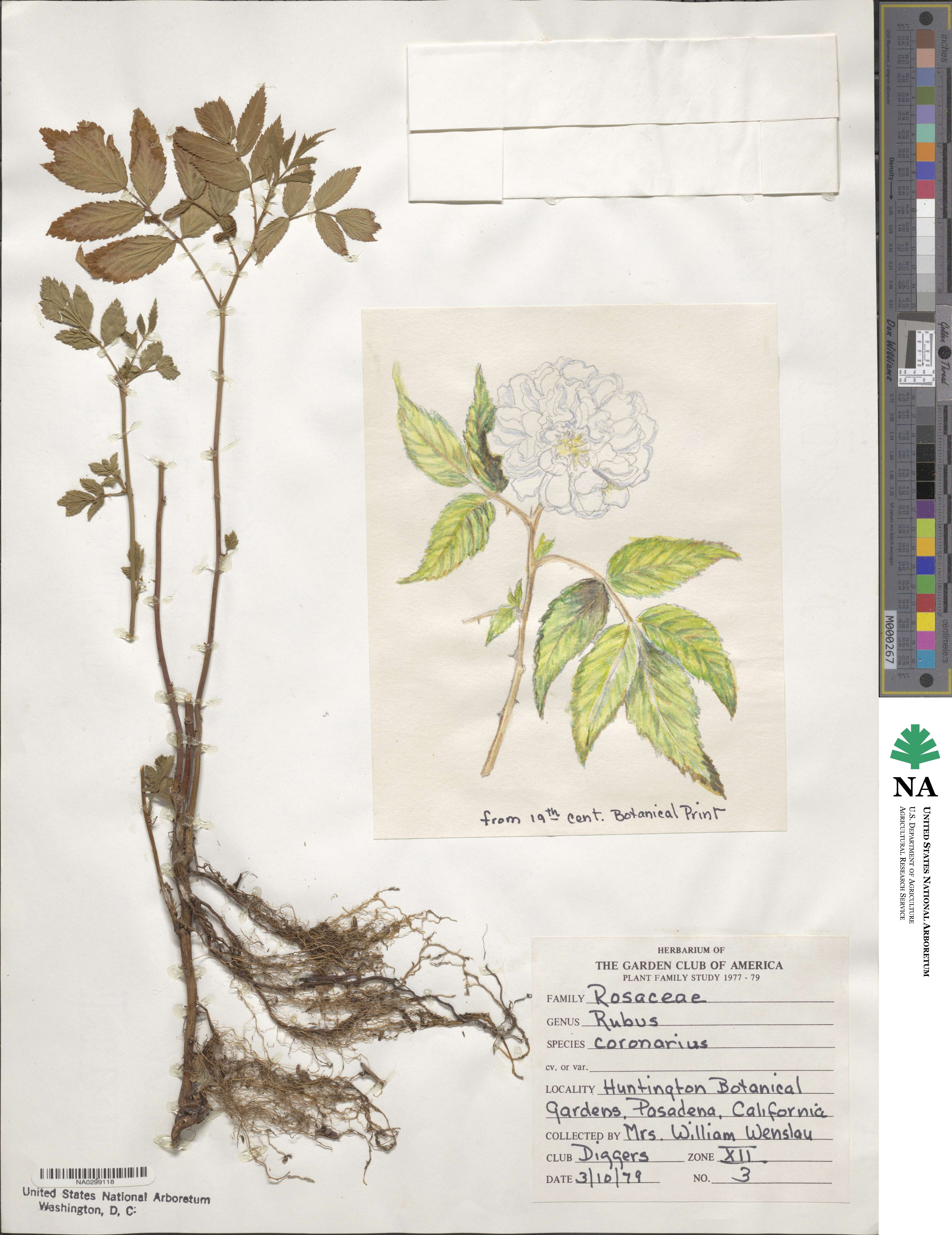 Rubus rosifolius var. coronarius image