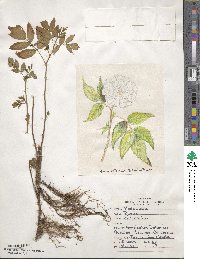 Rubus rosifolius image