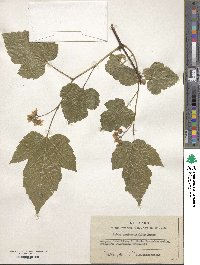 Rubus crataegifolius image