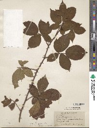 Rubus crataegifolius image