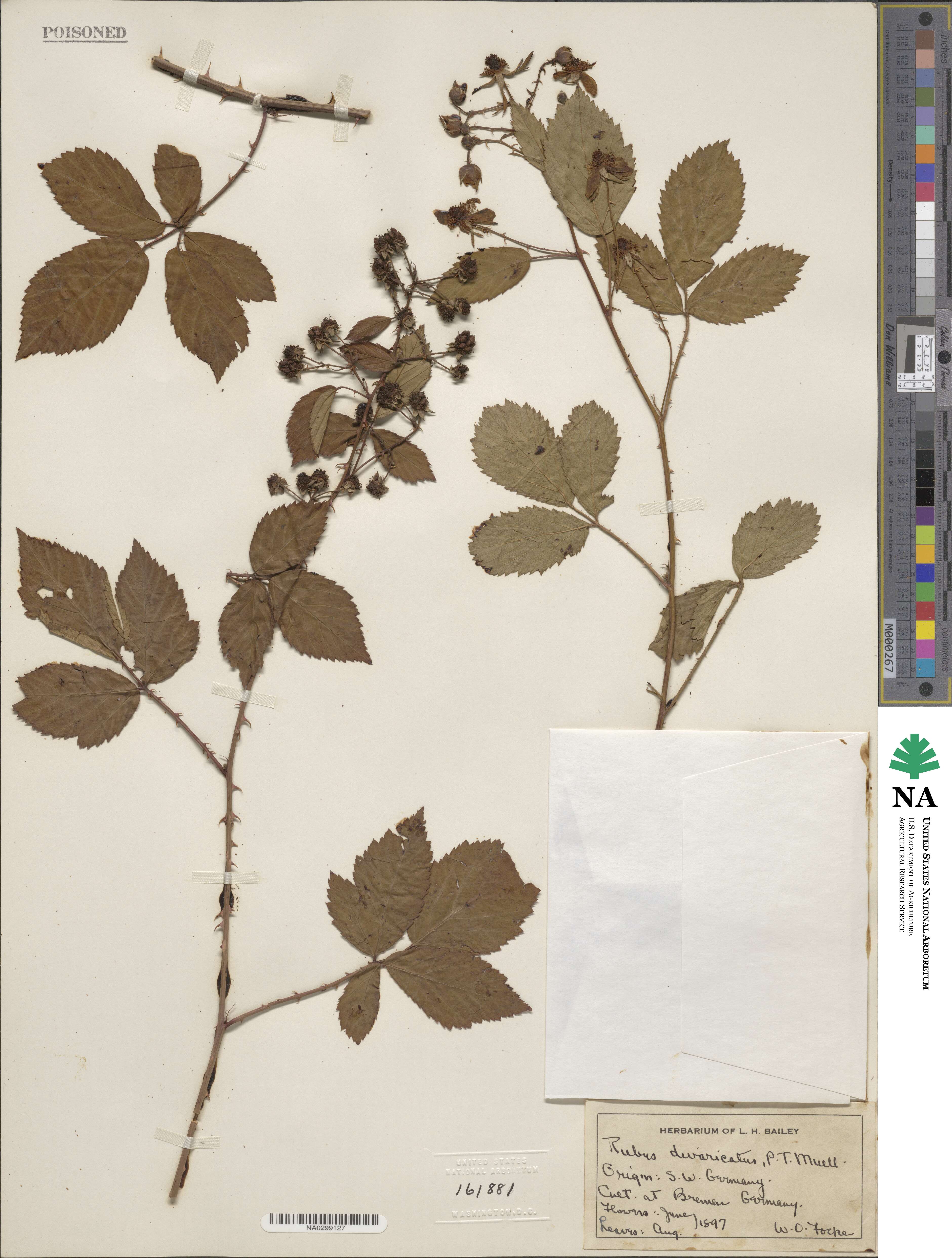 Rubus divaricatus image