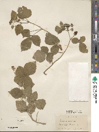 Rubus schiedeanus image