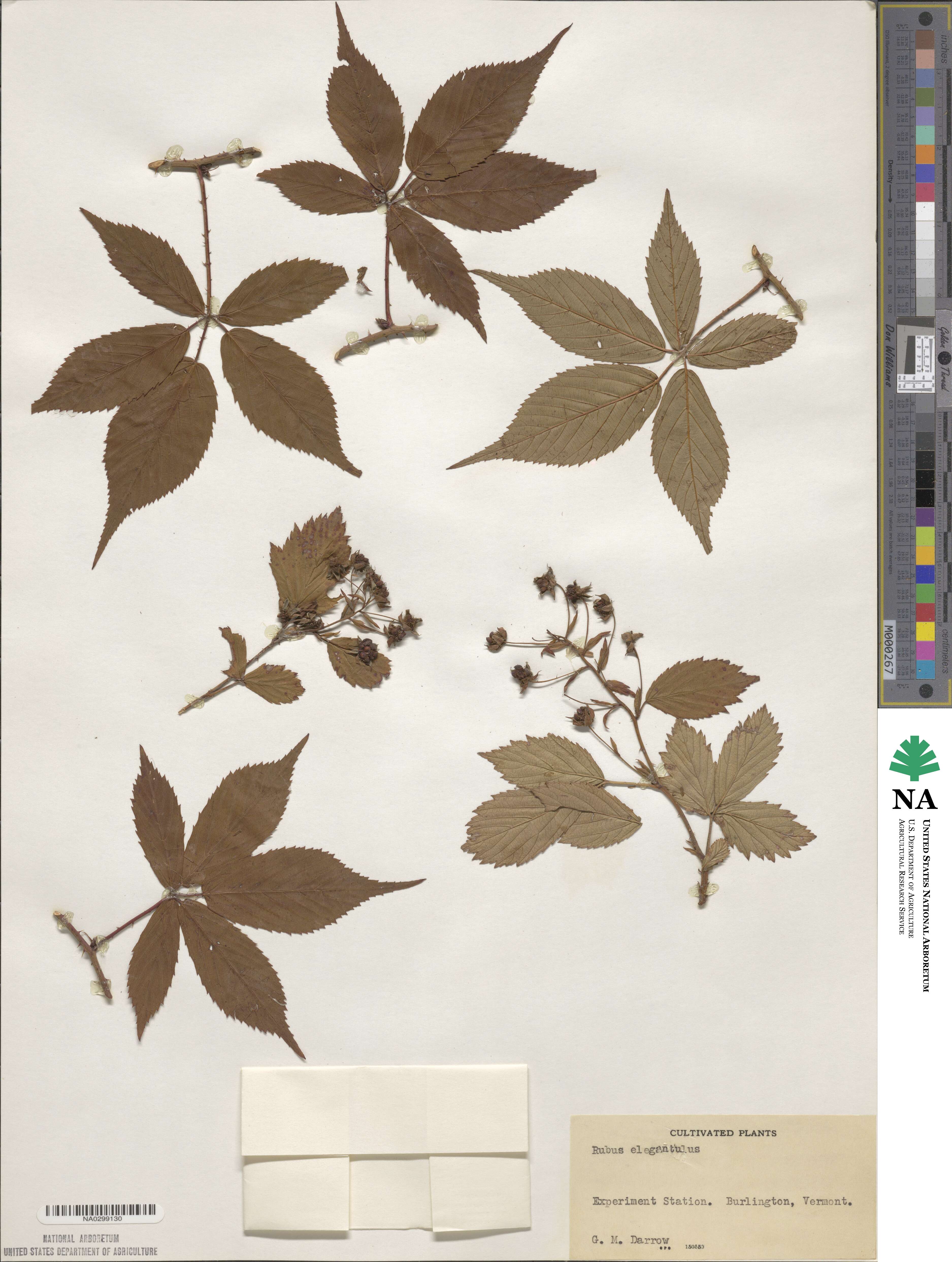 Rubus elegantulus image
