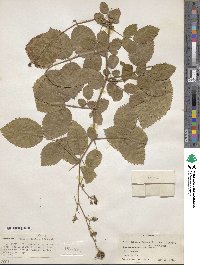 Rubus ellipticus image