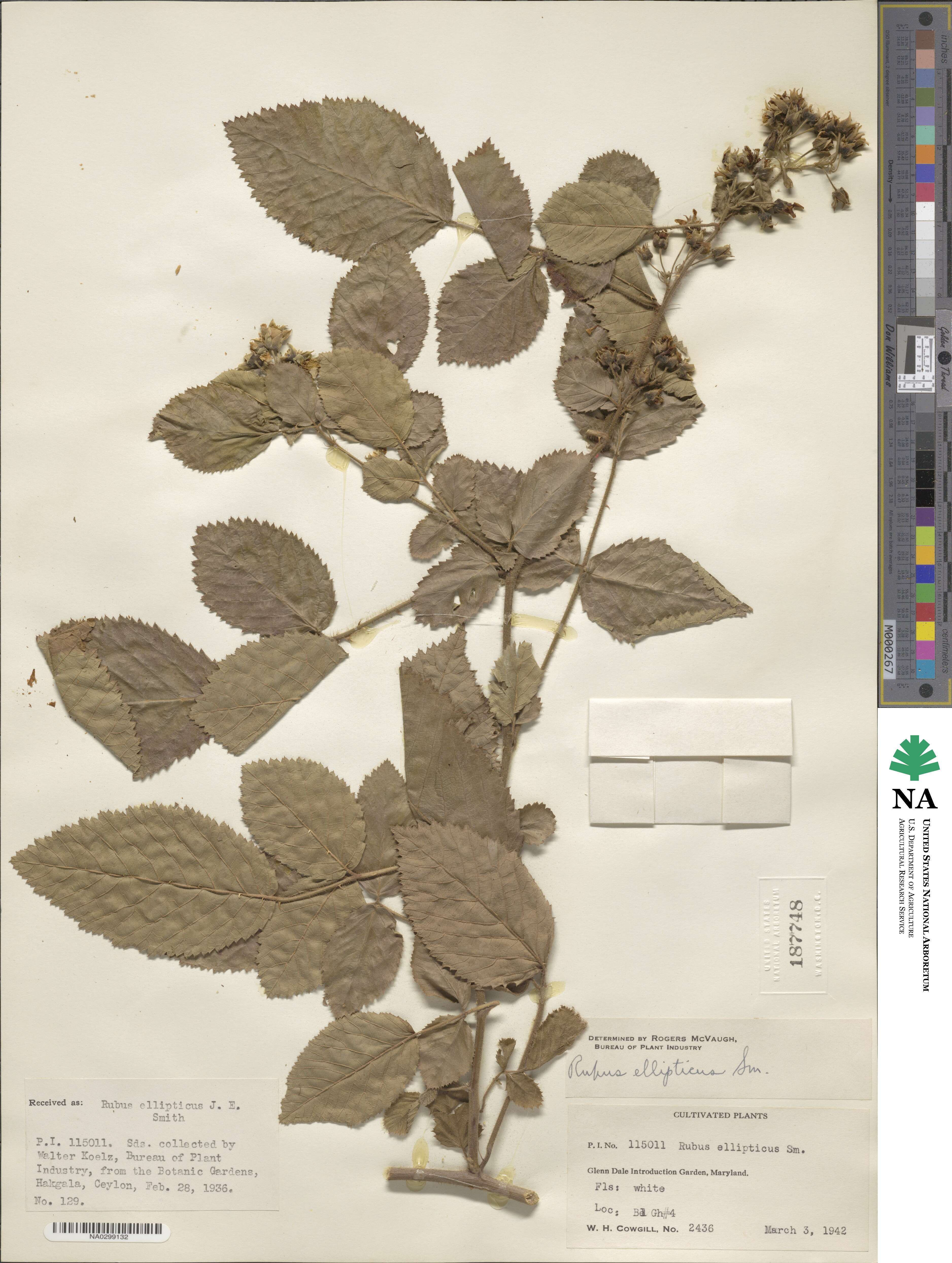 Rubus ellipticus image