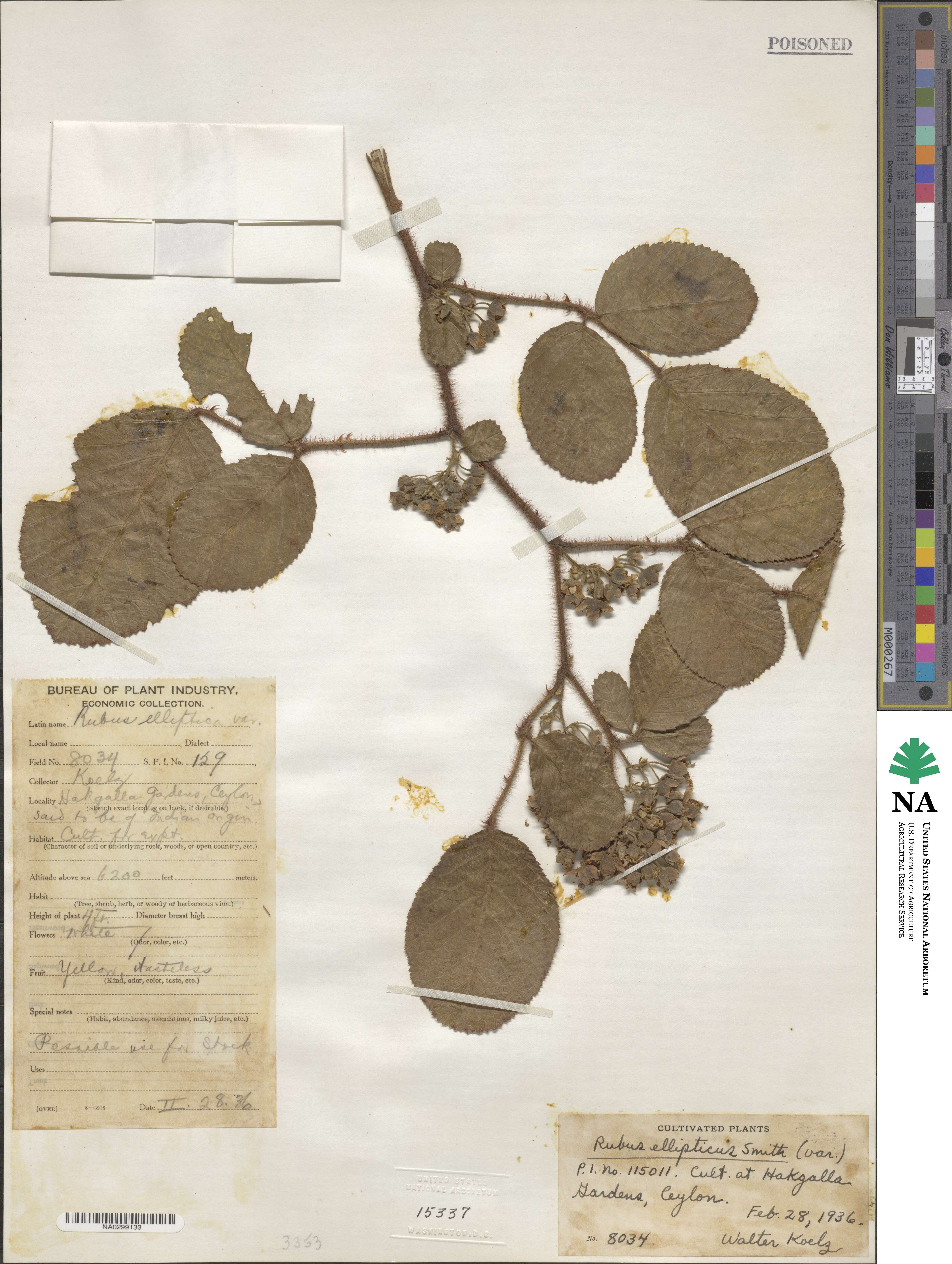 Rubus ellipticus image