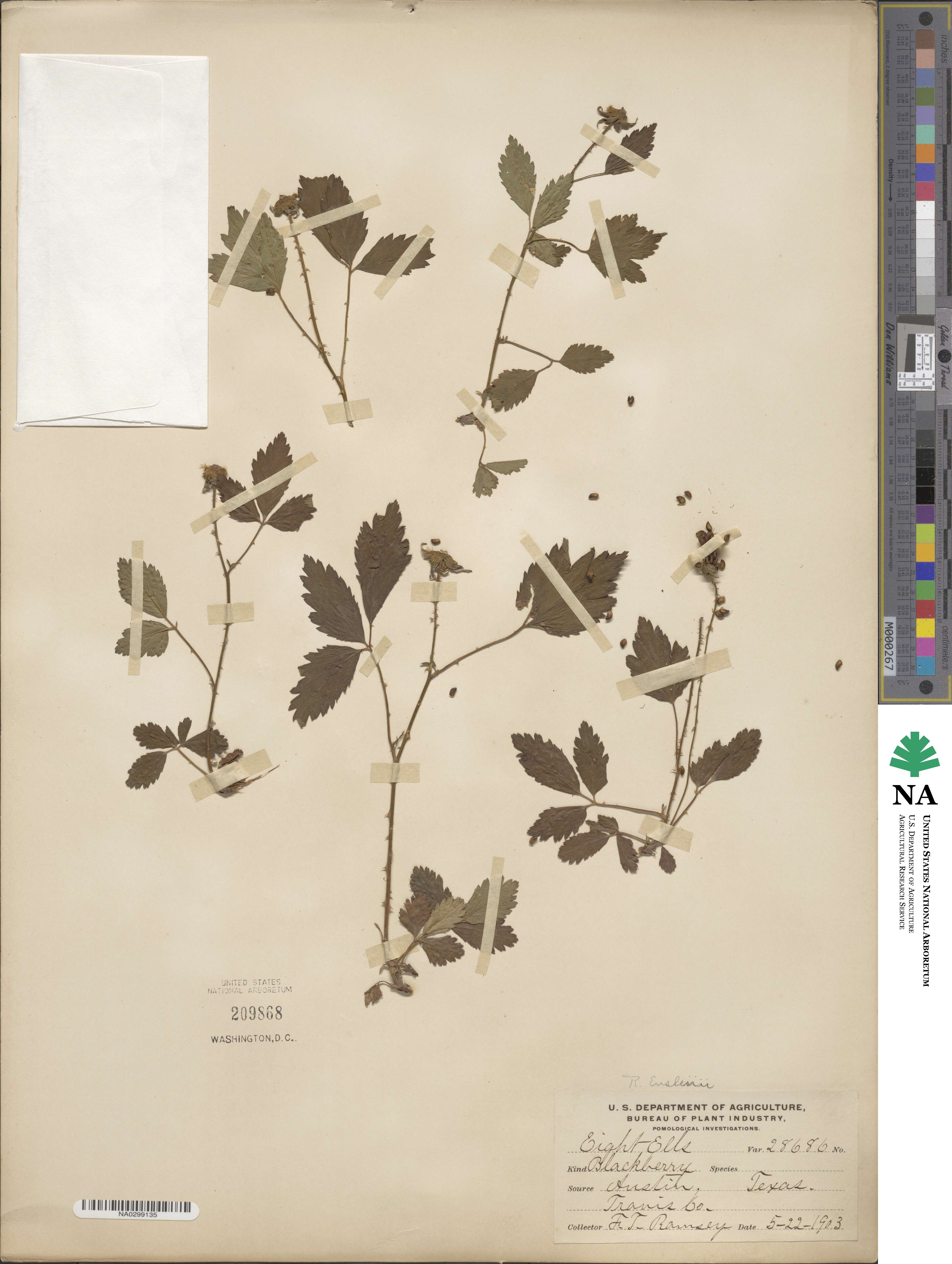 Rubus enslenii image