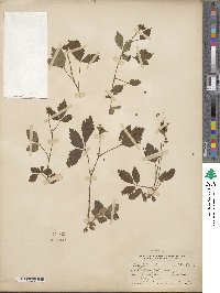 Rubus enslenii image