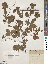 Rubus flagellaris image