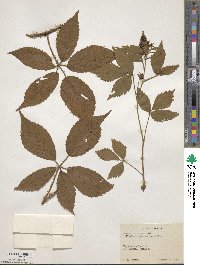 Rubus flavianus image