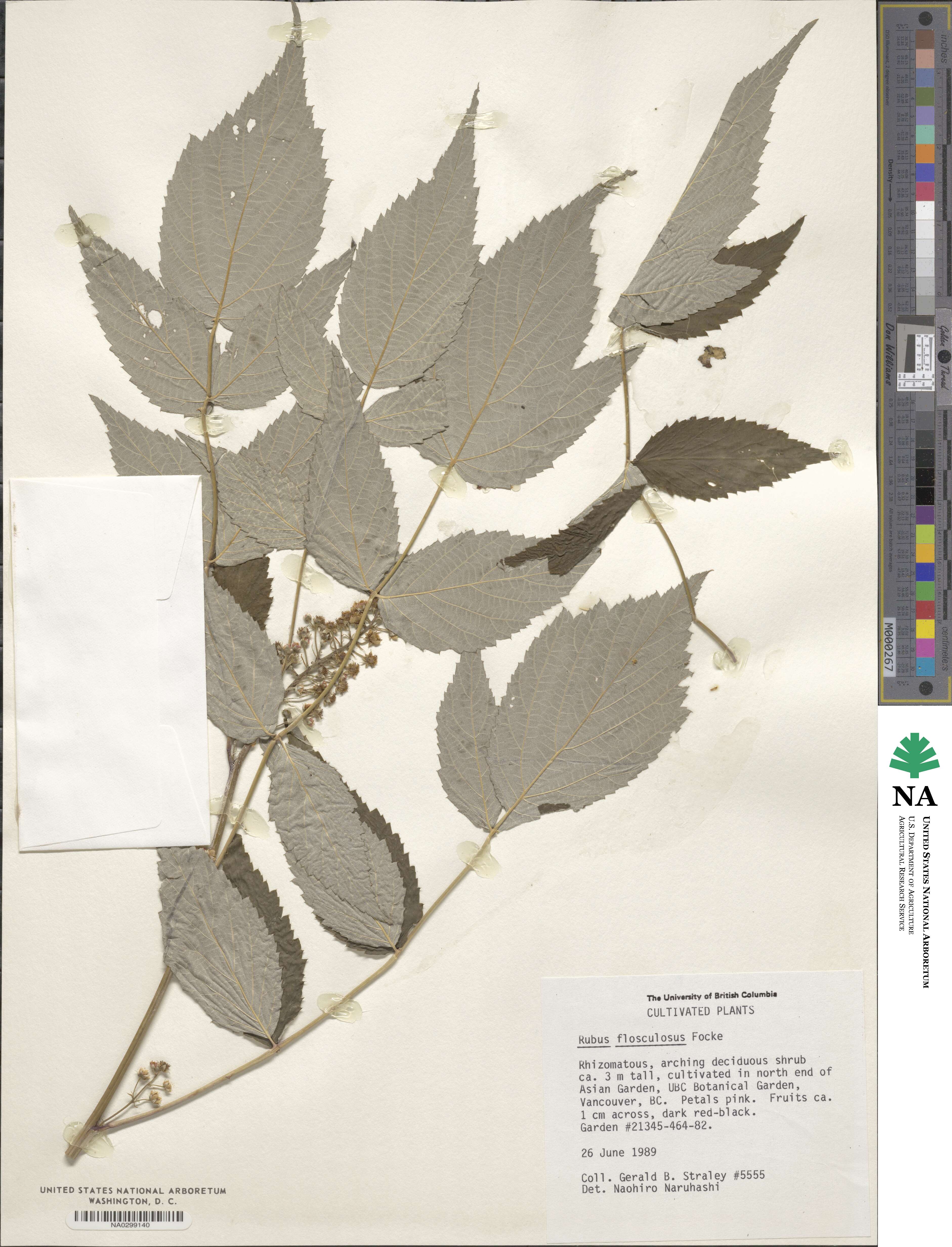 Rubus flosculosus image