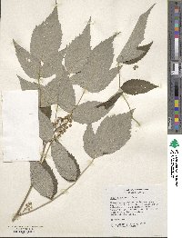 Rubus flosculosus image