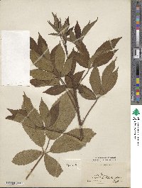 Rubus argutus image