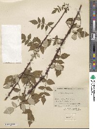 Rubus flosculosus image