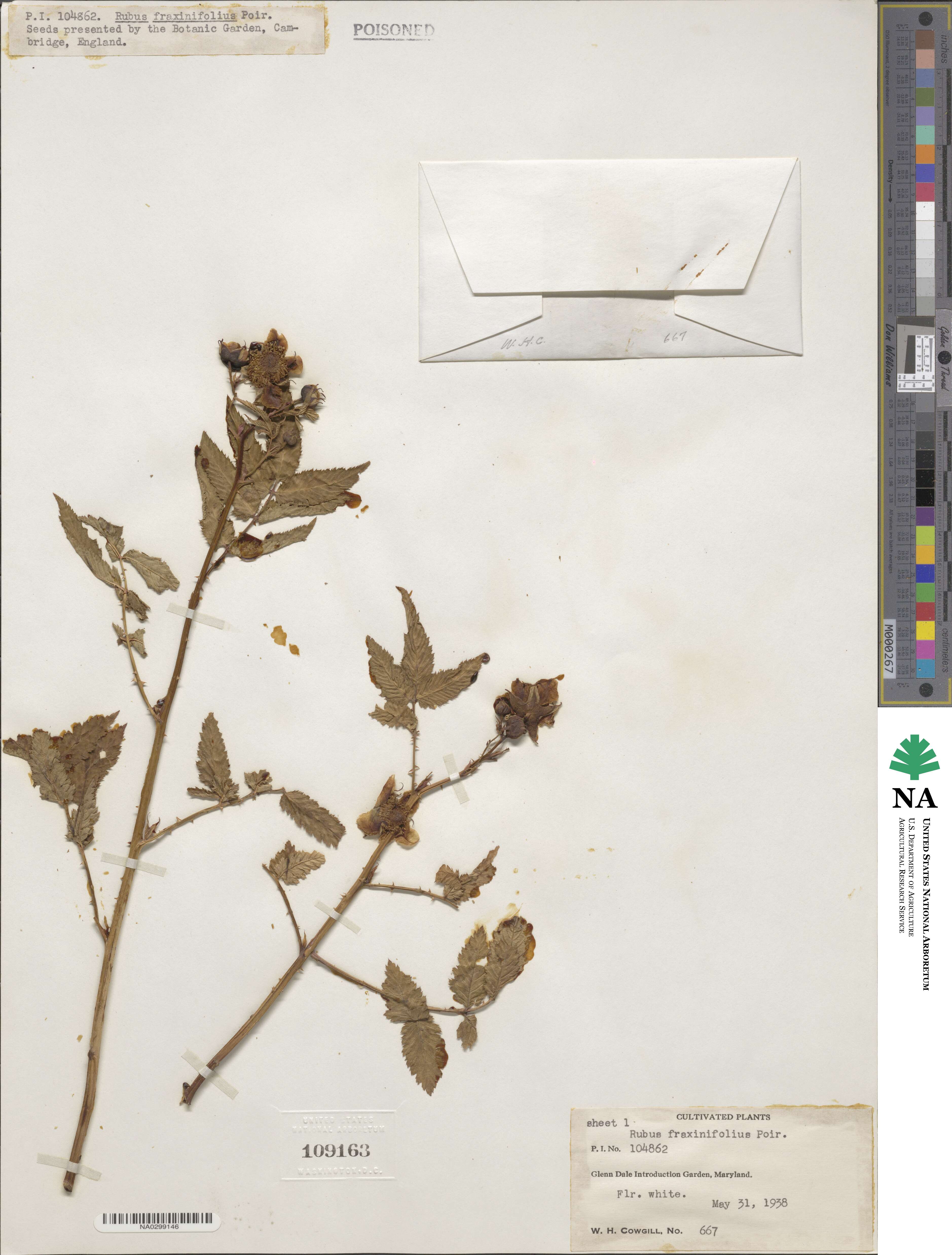 Rubus fraxinifolius image