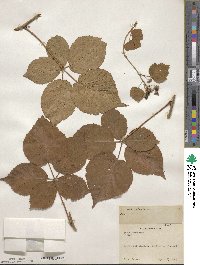 Rubus frondosus image