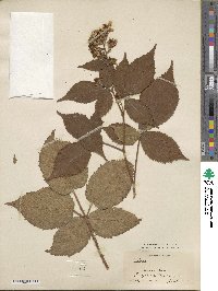 Rubus frondosus image