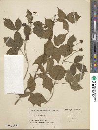 Rubus flagellaris image