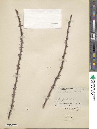 Rubus cockburnianus image