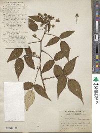 Rubus glaucus image