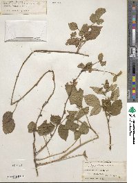 Rubus praecox image