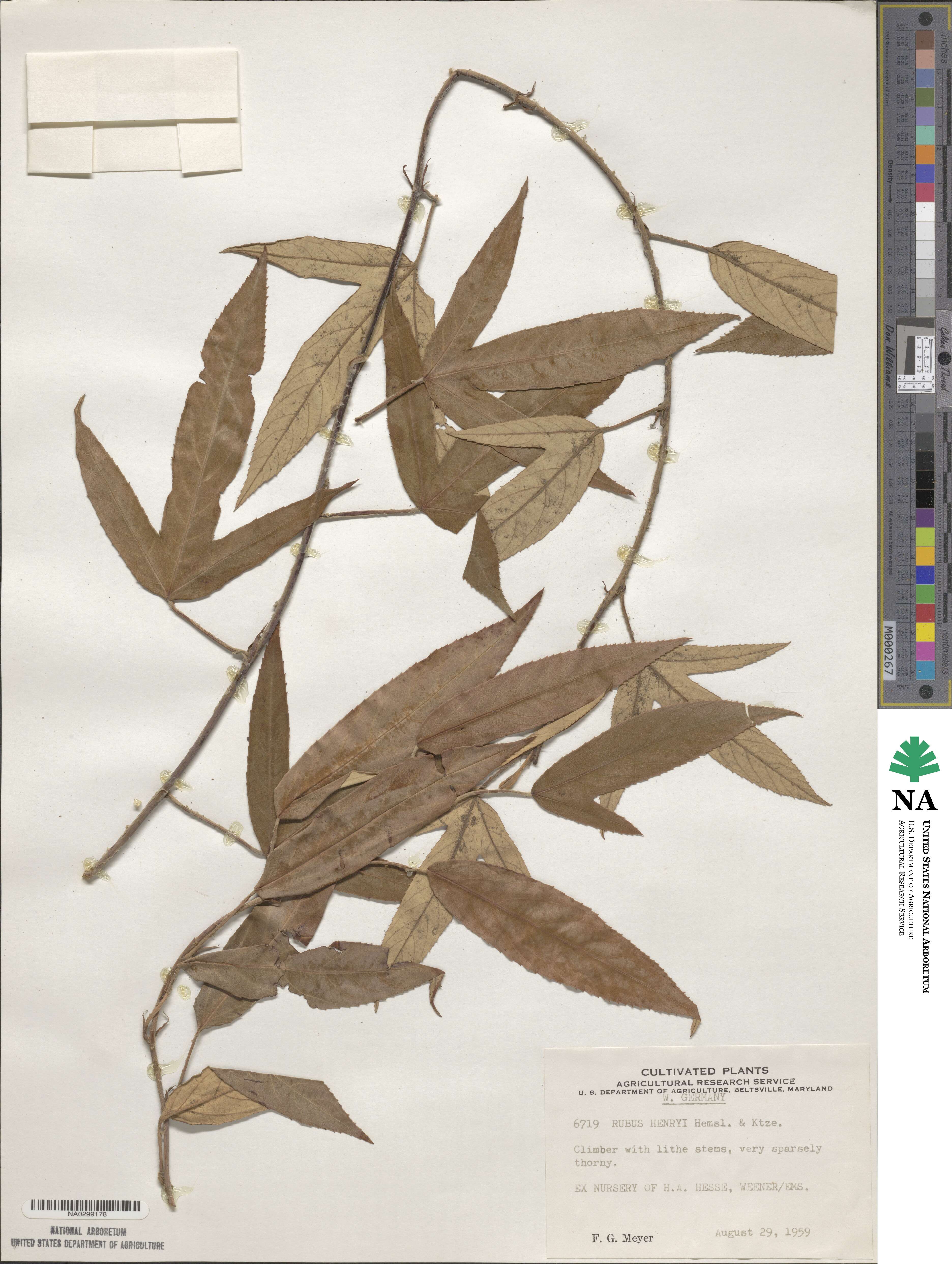 Rubus henryi image