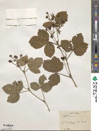 Rubus hispidus image